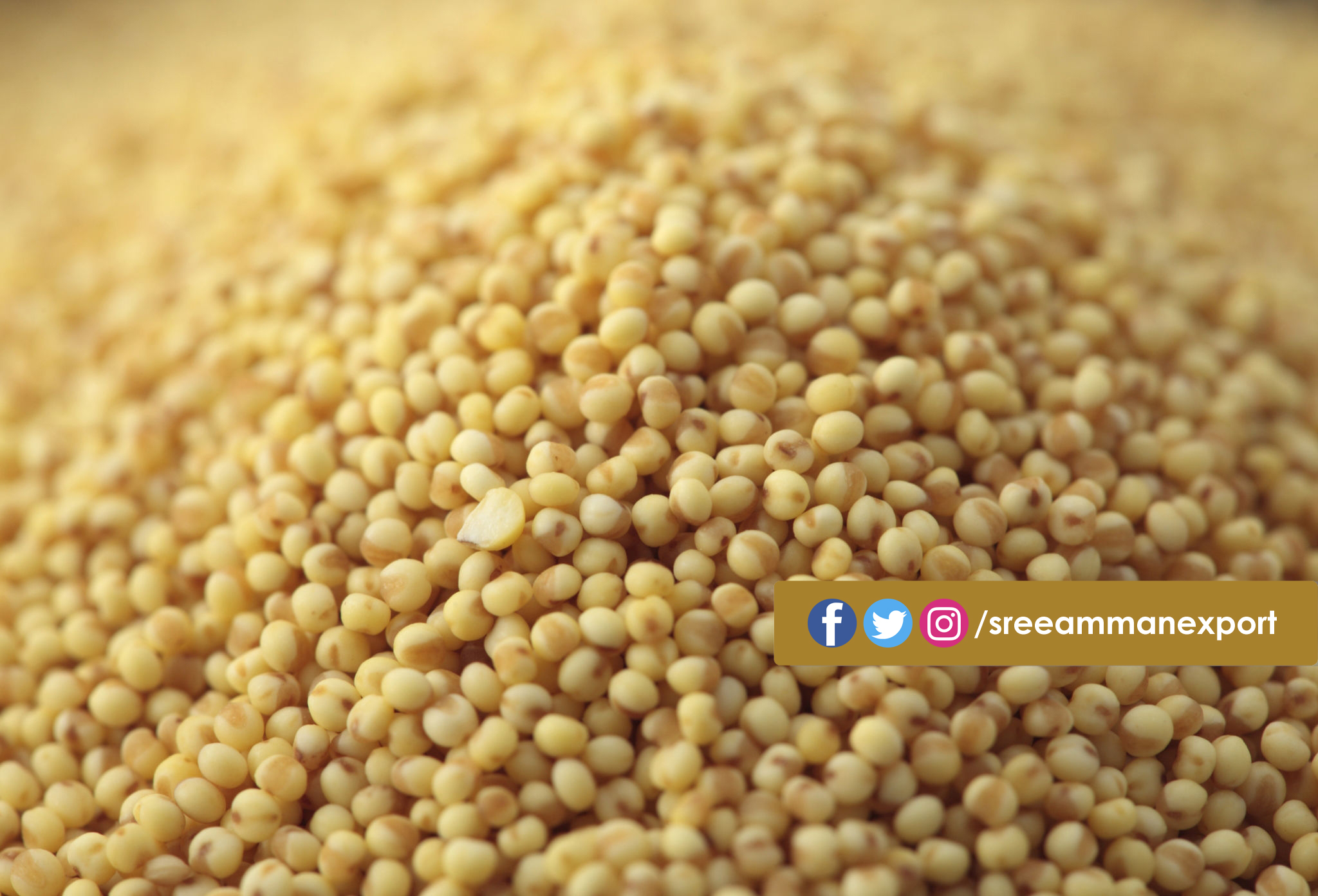 foxtail millet copy foxtail millet copy