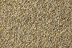 kambumillet
